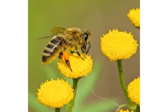 Image Omega 3 rich ahiflower oil